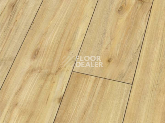 Ламинат Falquon Blue Line Wood 8mm D3718 WILD MAPLE фото 1 | FLOORDEALER